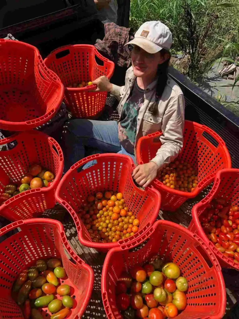 A farmer sits with baskets of freshly harvested tomatoes for the East Nashville Farmers Market